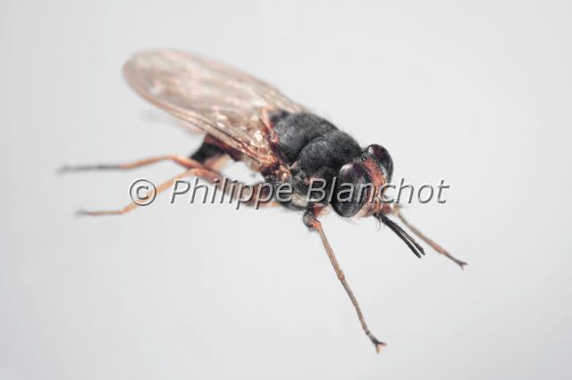 glossina palpalis 2.JPG - Glossina palpalisMouche Tsé-TséTse tse flyDiptera, GlossinidaeSenegal